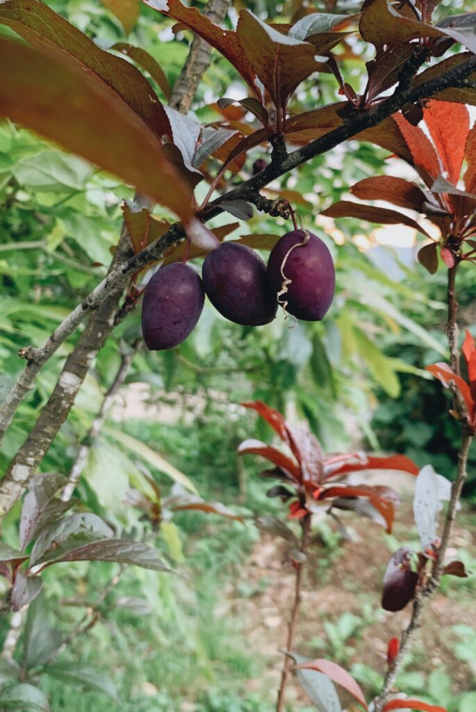 Miyazaki Mango