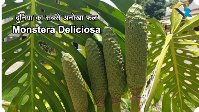 Monstera Deliciosa Fruit