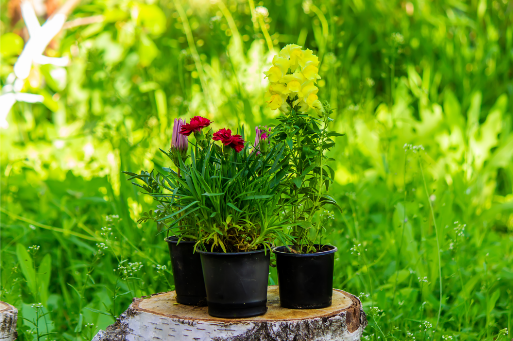 Best Summer Plants