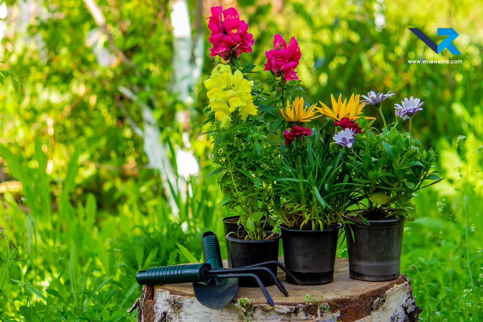 Best Summer Plants