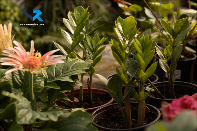 Best Summer Plants