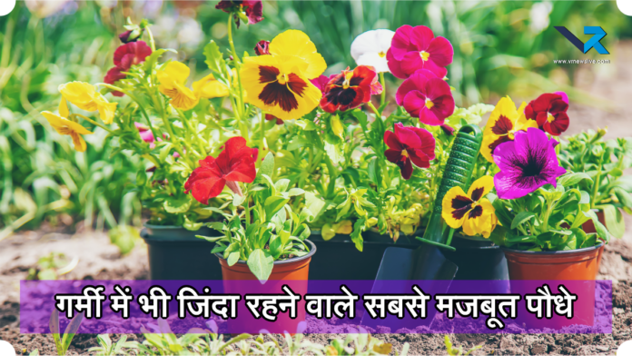 Best Summer Plants