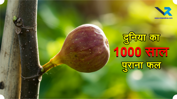 Oldest Fruit