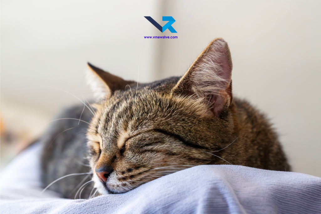 Cats Sleep 16 Hours