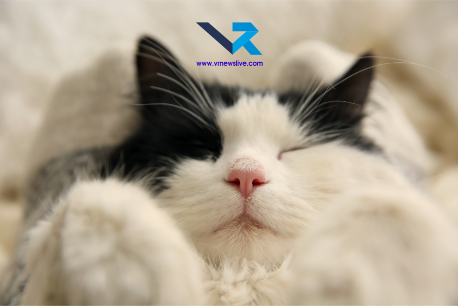 Cats Sleep 16 Hours
