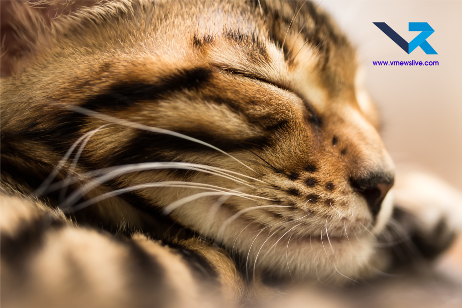 Cats Sleep 16 Hours