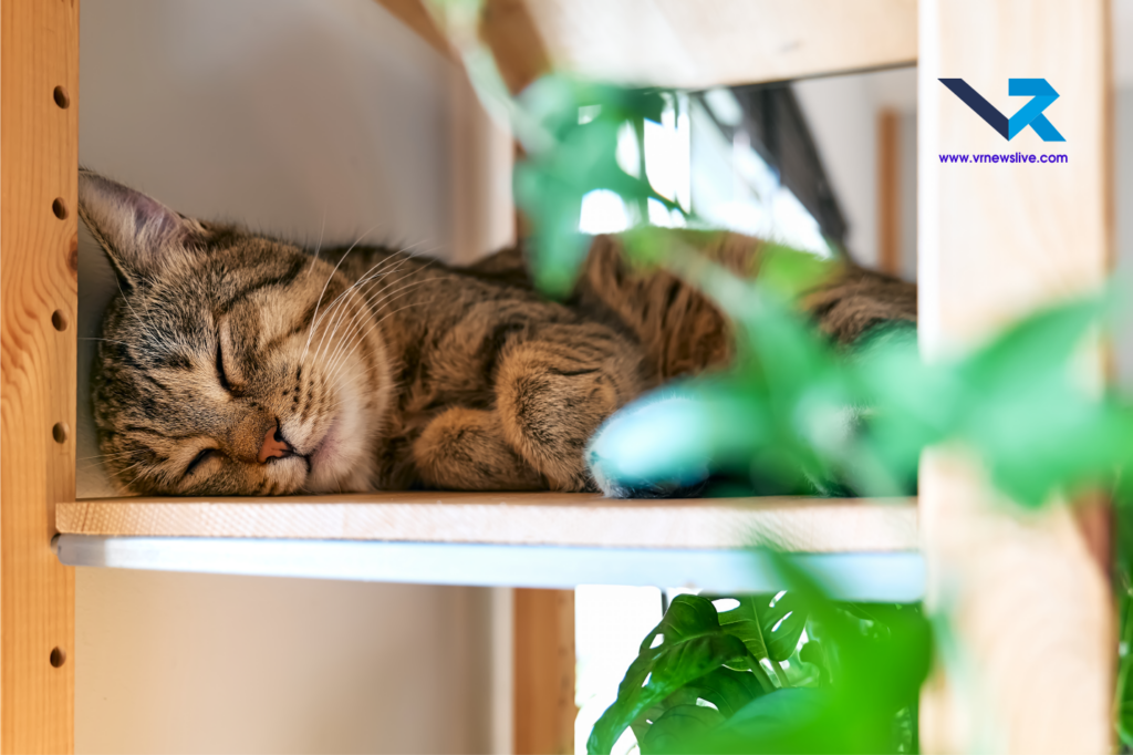 Cats Sleep 16 Hours