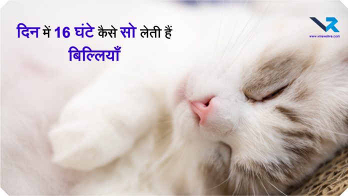Cats Sleep 16 Hours