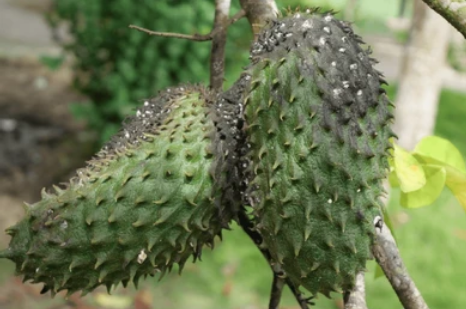 Soursop